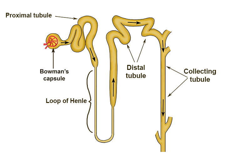 This is what a tubule is: